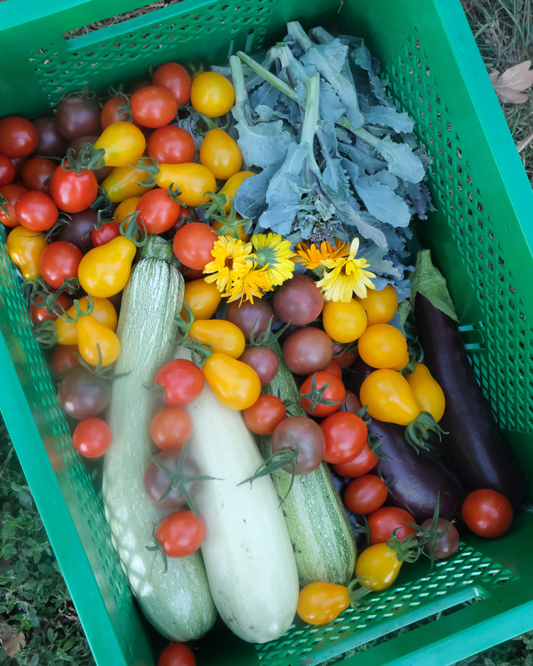 zomerkamp di 4 aug 2026: 2,5 tot 6 jaar bij Den Tuin van Ketels (Hamme)