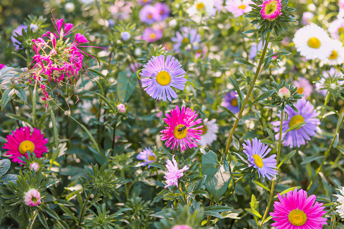 Volwassene: Zomerse ouder-kind workshops bij Den Tuin van Ketels